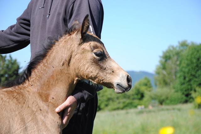 Pouliche isabelle welsh part bred