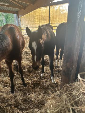 à vendre poulain de 2 ans
