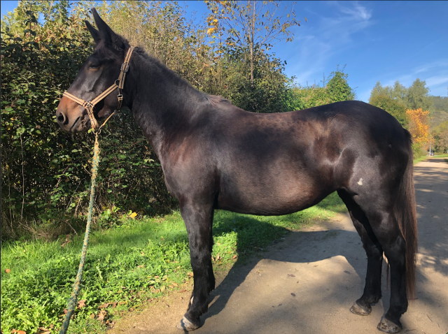 Mule, merens x ane des pyrennées