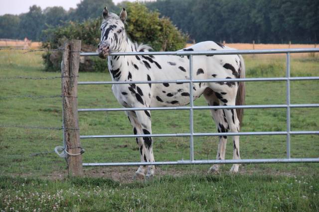 Appaloosa black léopard de 6 ans