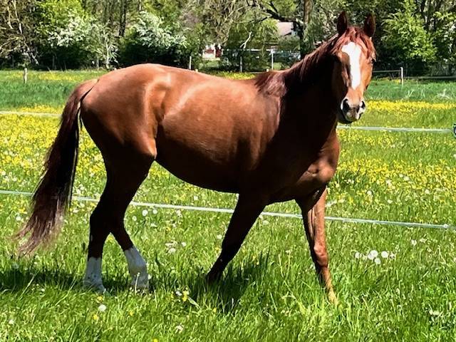 Chic jument 3 ans i am semilly* nabab de rêve
