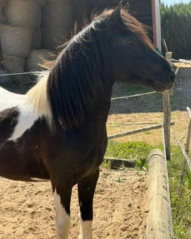 Maurice : saillie poney pottok oncp – 1m30