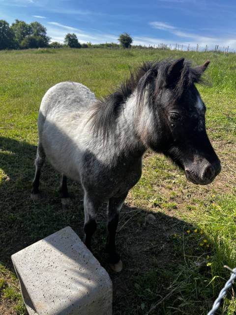 Mini ponette