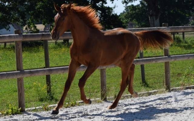Magnifique mâle de 1 an cso highway x tn cicero z