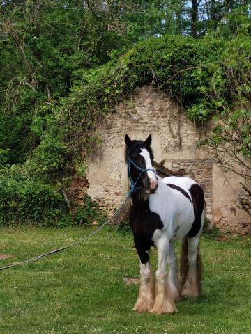 Superbe irish cob pie