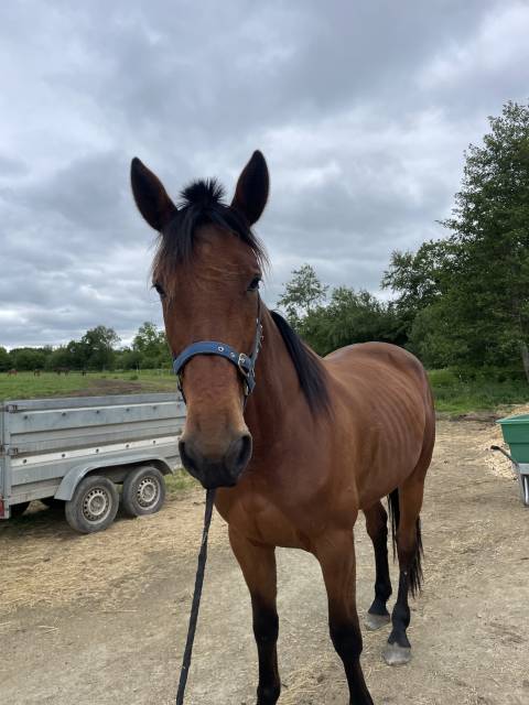 Hongre 4 ans à vendre 