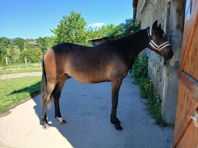 Grand poney nfc 