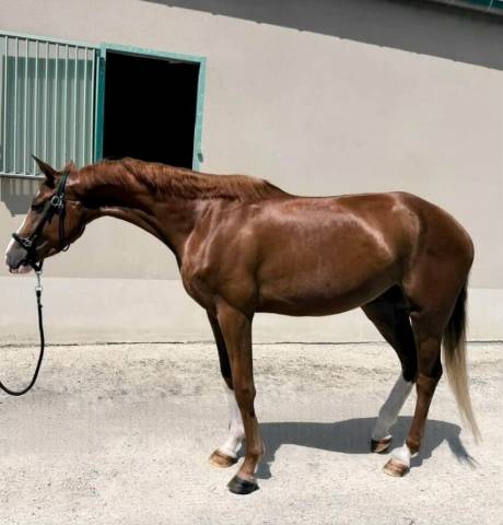 Jument 4 ans | bourbon x quaterback | dressage
