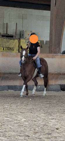 Jument paint horse pp 5 ans solid