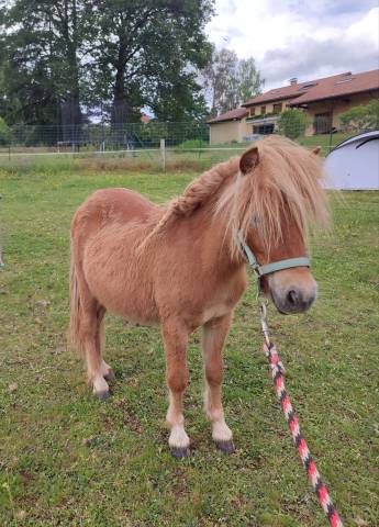 Poney shetland pp