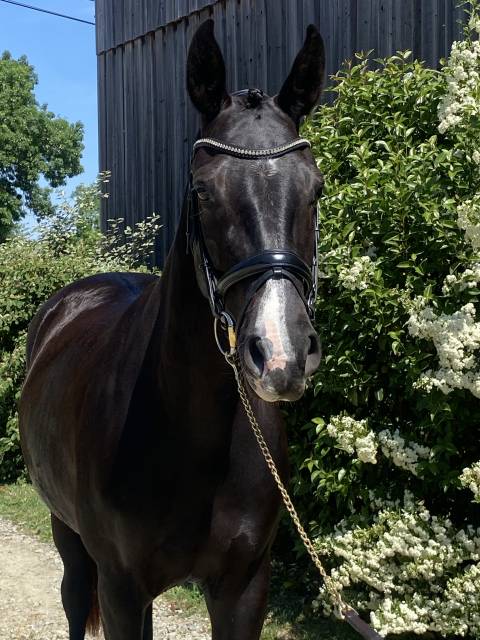 Poulinière dressage 6 ans