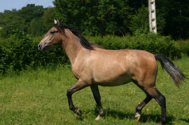 Poulain hongre espagnol