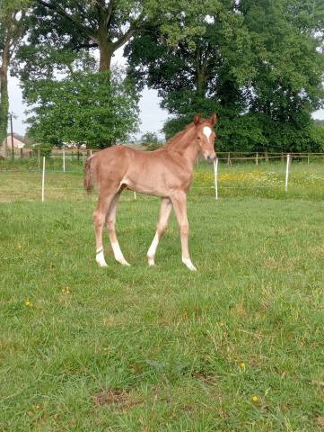 Foal mâle selle français souche 5*