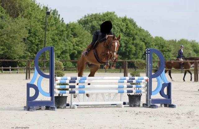 Jument sf de 5 ans
