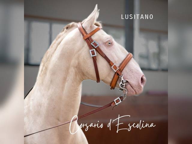 Magnifique lusitano en couleur spectaculaire