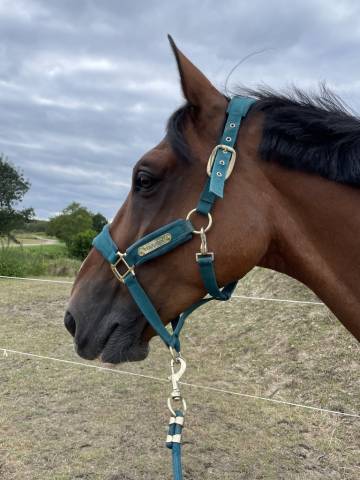 Trotteur français 15 ans – cheval maître d’école, idéal