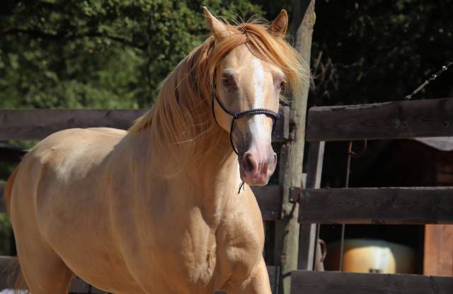 Rocky mountain 10 ans