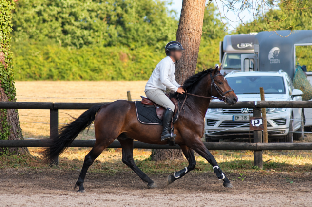 Mâle pfs 4ans