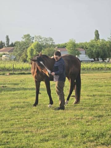 Hironde de fauveau – jument trotteur français pp – 9 an