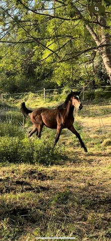 Male 2025 x rahotep de toscane