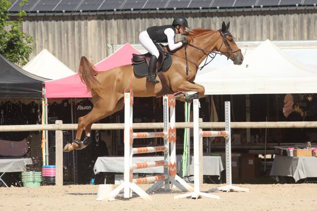 Hongre de 7 ans par ogrion des champs