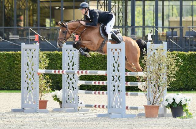 Hongre de 6 ans - 165 cm