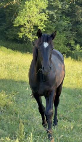 Poney pfs