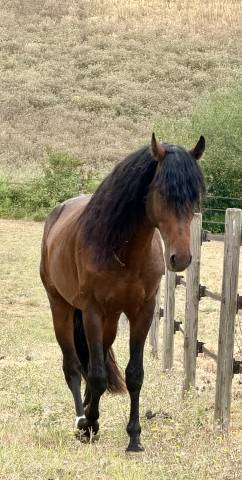 Cheval à vendre