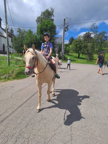 Hongre quarter horse palomino