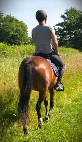 Ponette onc type welsh débourrée et polyvalente