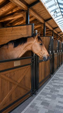 Hongre de 7 ans idéal passage poney cheval
