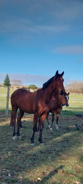 Trotteur 4 ans