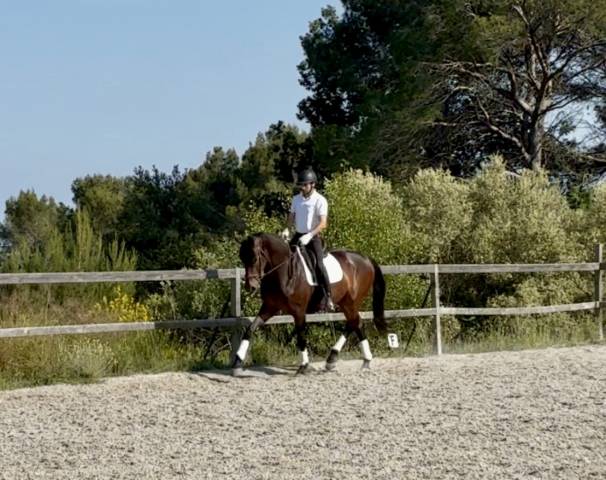 Jument 2023 dressage