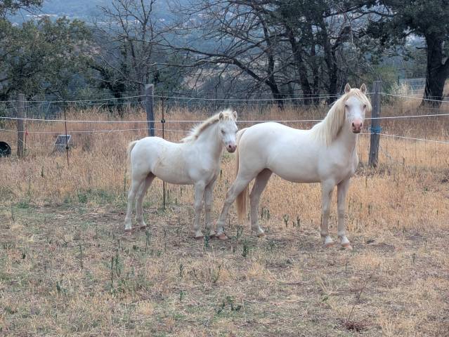 Mâle, femelle et poulinière welsh mountain pony