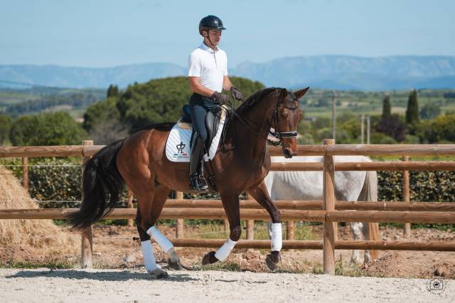 Jument - hanovrienne - 10 ans - dressage  - france