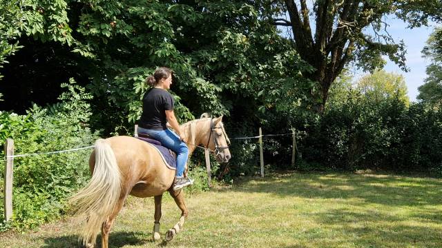 Jument 9 ans palomino