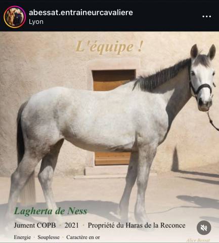 Jument copb 5ans