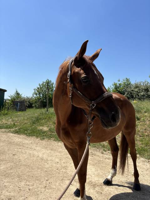 à vendre jument de loisir polyvalente