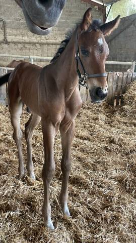 Très beau poulain sf à réserver(dartagnan de belliard)