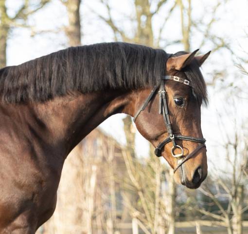 Entier kwpn cheval de sport néerlandais a vendre 2020 brun par next romancier