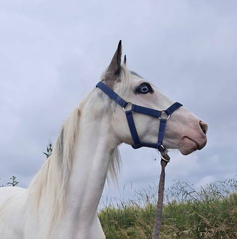 Top poney