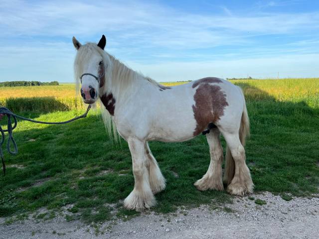 Gypsy cob