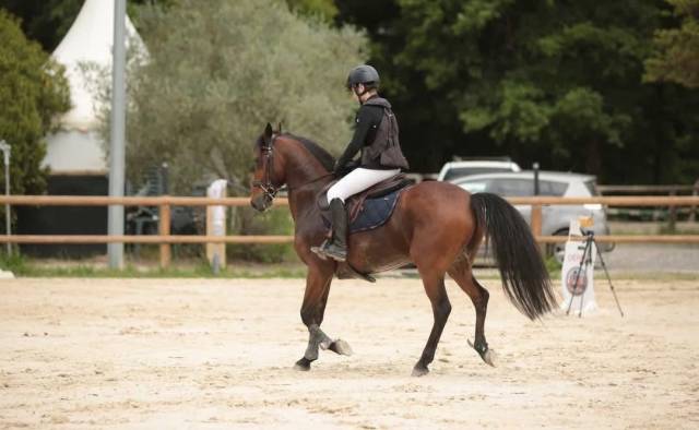 Poney d 10 ans à vendre ou à louer 