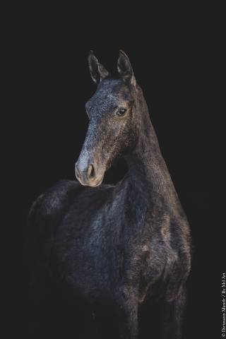 Lusitanien