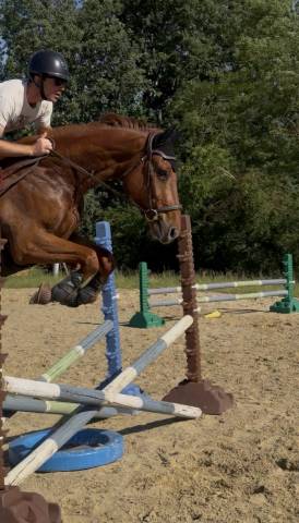 Hongre sf 4 ans – par groovy de semilly – cso / cce