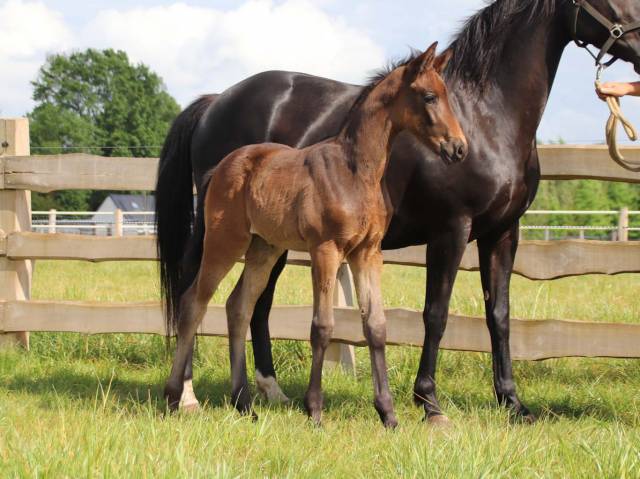 Pouliche de dressage superbe origine