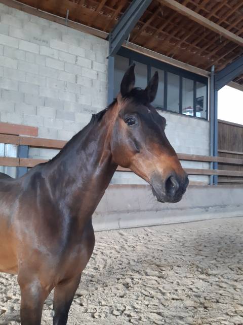 Cheval cso