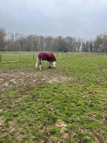 Hongre belgian warmblood 6 ans