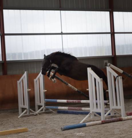 Hongre de 3 ans par balou du rouet - direct éleveur 