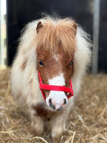 Jument mini shetland pleins papiers